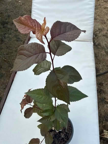 Photo of free Sapling of Birch tree (Norbury CR7) #2