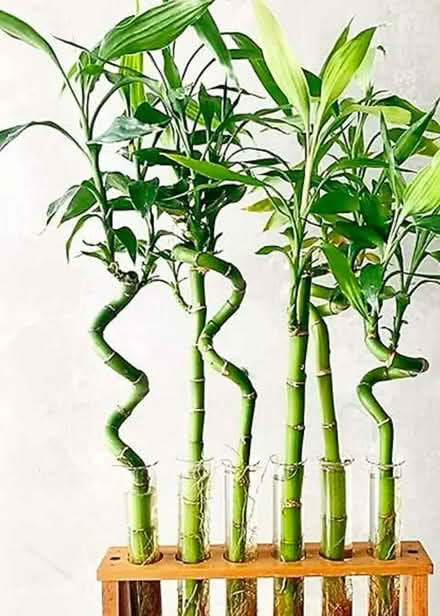 Photo of Indoor bamboo plants (Barnard's Green WR14) #1