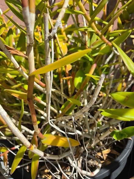 Photo of free Orange flowers/plants @90504 (South Bay) #2