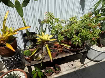 Photo of free Lots of Plants/ Muchas Plantas (Grapeland Heights by Nu Stadum) #2