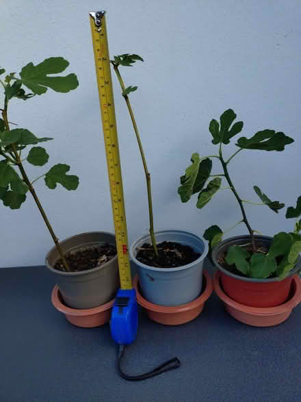 Photo of free Three Young Fig Plants (Glyne Gap TN40) #1