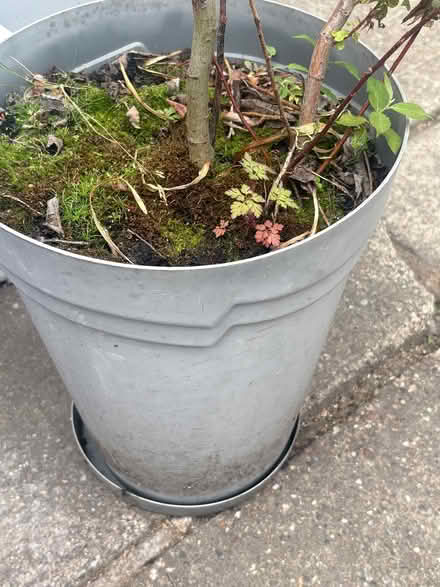 Photo of free Plant & pot +smallartificial grass (Sherwod NG5) #2