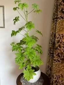 Photo of free Lemon geranium pot plant (Caldecott OX14) #1
