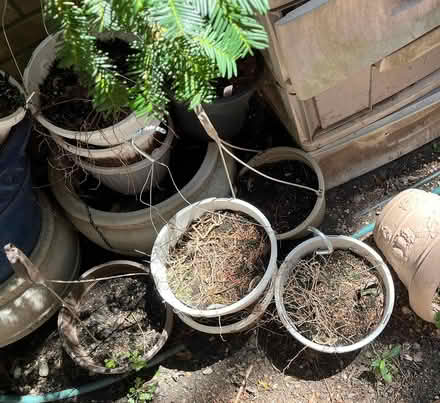 Photo of free hanging baskets (northeast ann arbor) #1