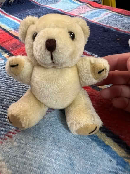 Photo of free Small ted (Westbrook WA5) #1