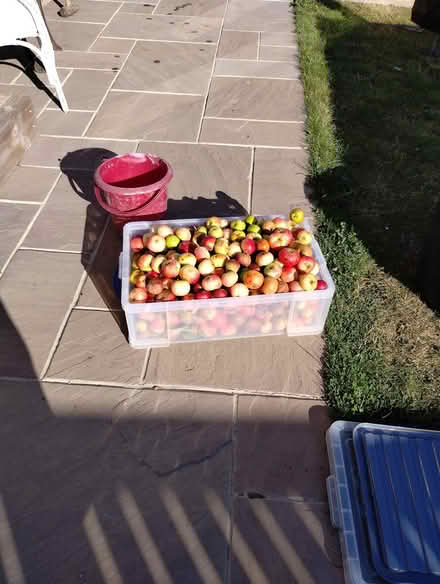 Photo of free Eating Apples (Chester le Street DH2) #1