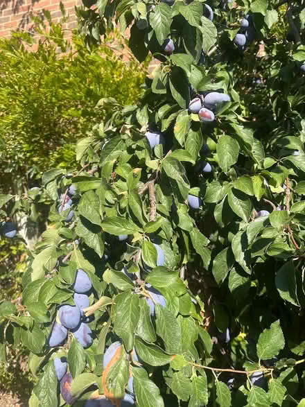 Photo of free Plums to pick off tree (Kempston MK42) #1