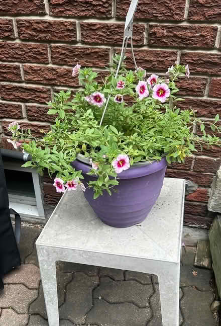 Photo of free Petunia Planter (Erin Mills) #1