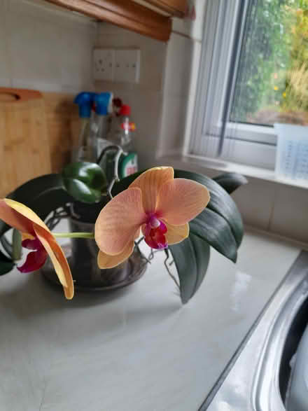 Photo of free 3 phaleonpsis (moth orchids) (lodge moor S10) #1