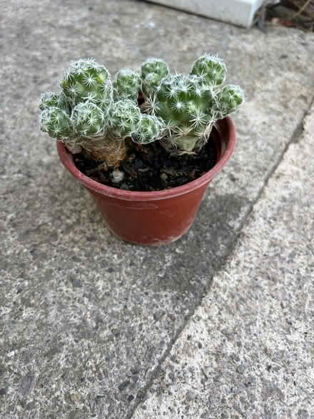 Photo of free Peanut cacti (Westbury Wilts BA13) #1