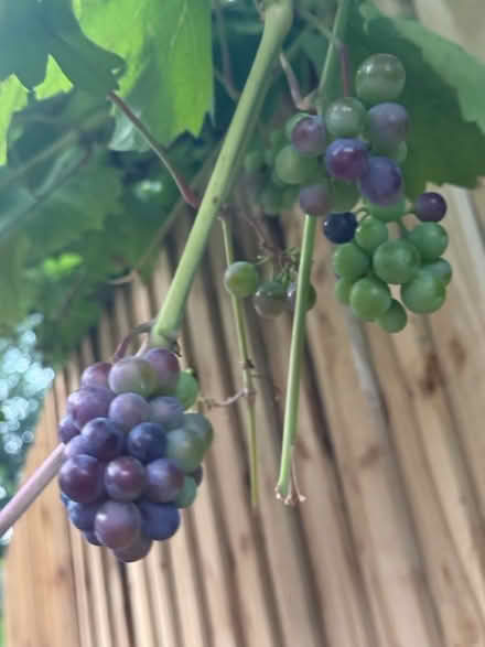 Photo of free Grape Plant (M23) #1