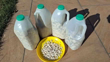 Photo of free Fishtank gravel (Cosham PO6) #1
