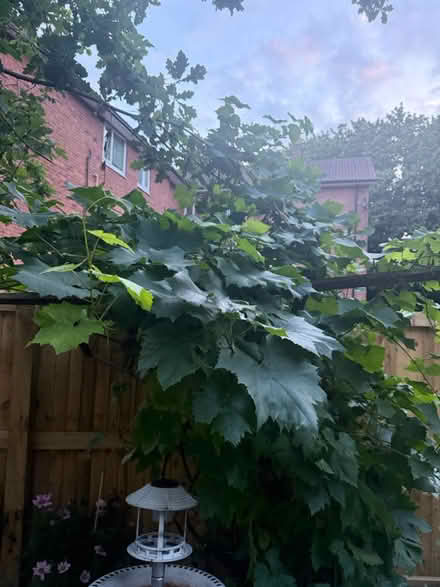 Photo of free Grape Plant (M23) #3