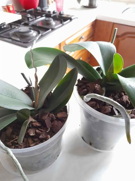 Photo of free 3 phaleonpsis (moth orchids) (lodge moor S10) #2