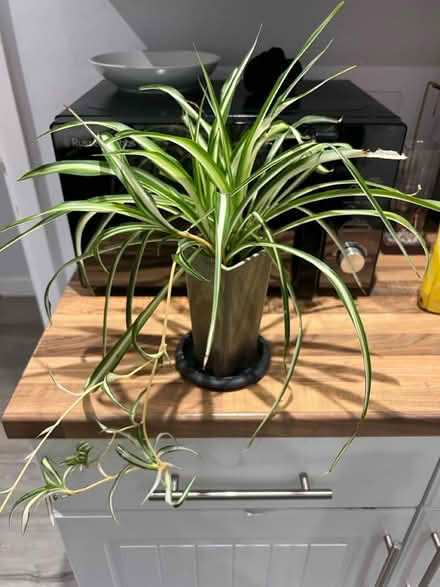Photo of free Spider plant (Letchworth SG6) #1