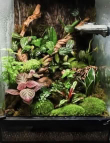 Photo of Any unneeded terrariums (Bolton, BL1) #1
