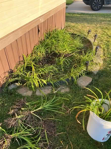 Photo of free Tiger lilies (Canton mi) #1