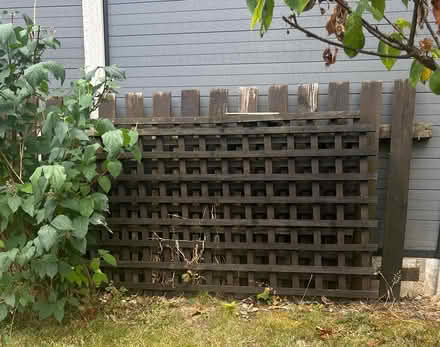Photo of free Trellis and fence panels (Littleover - DE23) #1