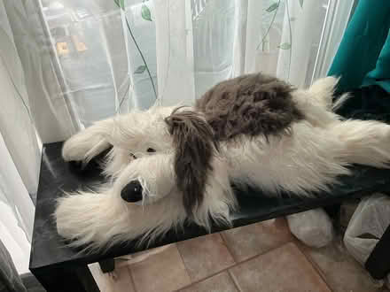 Photo of free Toy dog (Swarcliffe LS14) #1