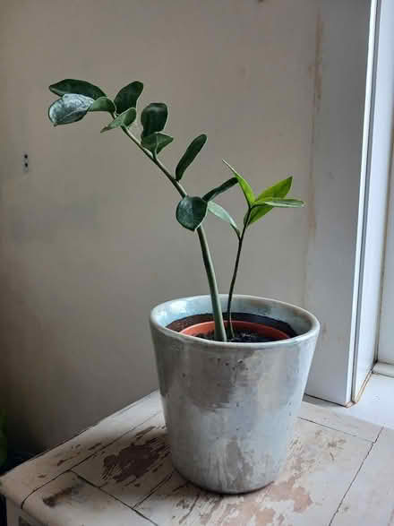 Photo of free Philodendron brazil and ZZ plant (gosport PO12) #3