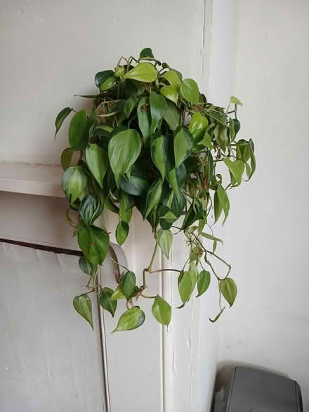 Photo of free Philodendron brazil and ZZ plant (gosport PO12) #1