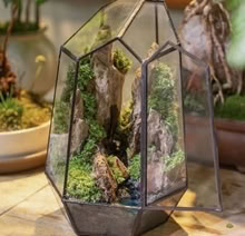 Photo of Any unneeded terrariums (Bolton, BL1) #3