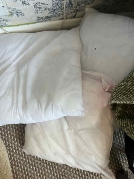 Photo of free Cushions (Sidlesham PO20) #1