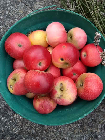 Photo of free Windfall apples mixed quaility but still tasty (Westbury Fields BS9) #1