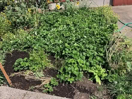 Photo of free Everbearing Strawberry plants (Bethany area) #2