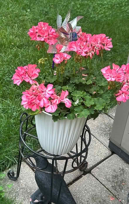 Photo of free Hardy Geraniums (Erin Mills) #1