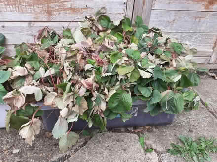 Photo of free Strawberry plants (Marston, Oxford OX3) #1