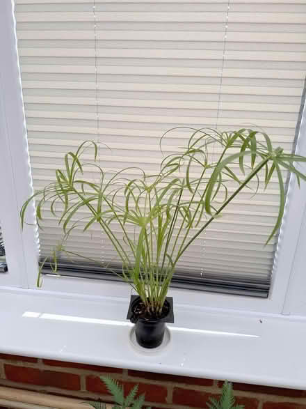 Photo of free Umbrella Palm: Fun for kids (East Barming ME16) #1