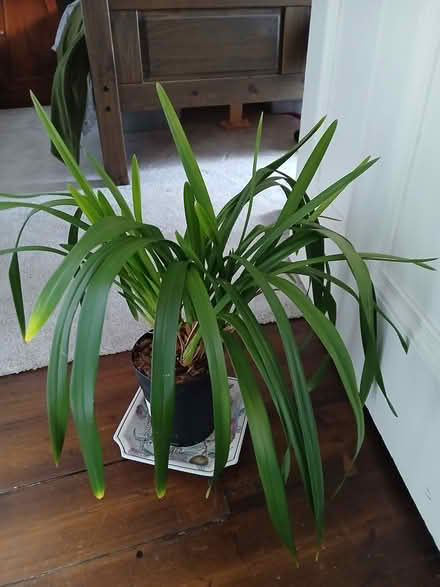 Photo of free Orchid (Dunfermline KY12) #1