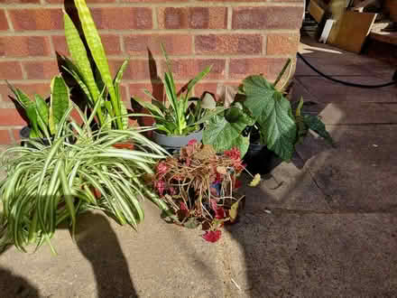 Photo of free Indoor plants (Redditch B97) #3