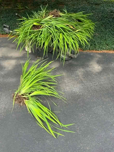 Photo of free Plants: Japanese Irises (Brunswick) #1