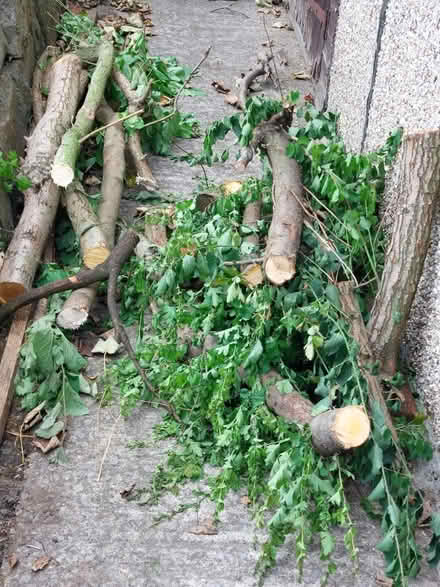 Photo of free Branches/logs from my garden (Steeton BD20) #1