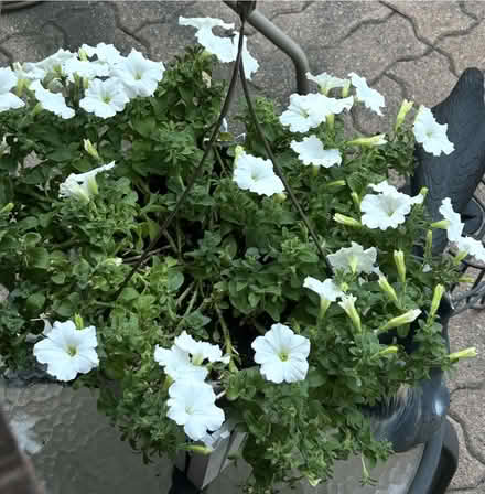 Photo of free White Petunias (Erin Mills) #1