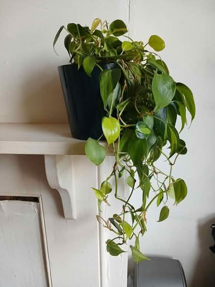 Photo of free Philodendron brazil and ZZ plant (gosport PO12) #2