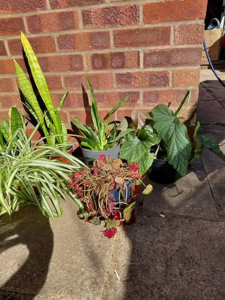 Photo of free Indoor plants (Redditch B97) #4