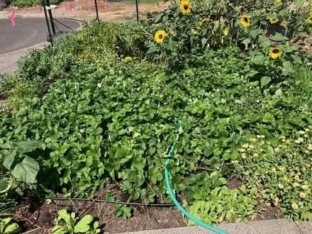 Photo of free Everbearing Strawberry plants (Bethany area) #1