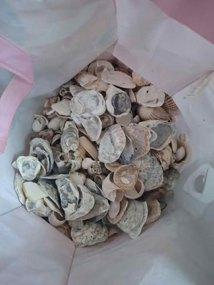 Photo of free Bag of shells (Southwark SE1) #1