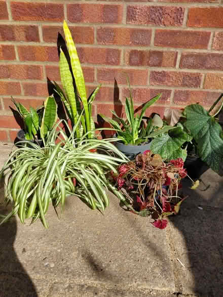 Photo of free Indoor plants (Redditch B97) #2