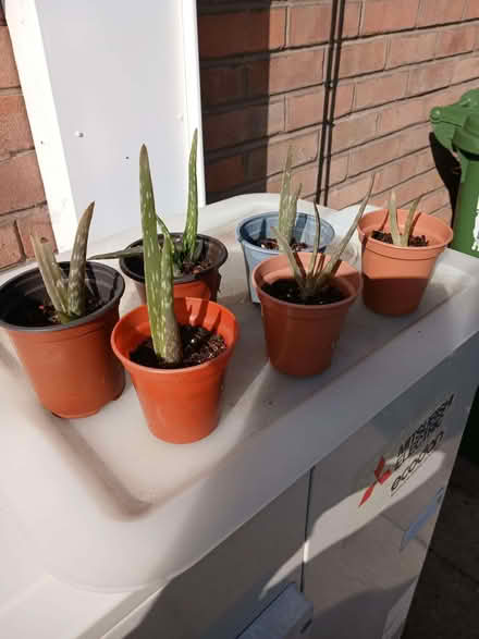 Photo of free 6 aloe vera plants (Formby L37) #1