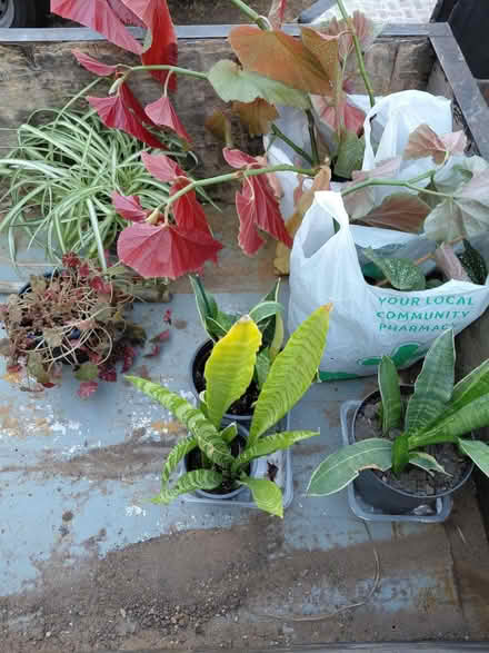 Photo of free Indoor plants (Redditch B97) #1
