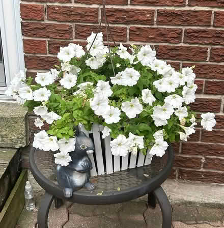 Photo of free White Petunias (Erin Mills) #1