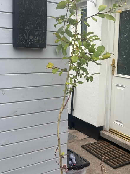 Photo of free Plant & pot +smallartificial grass (Sherwod NG5) #1