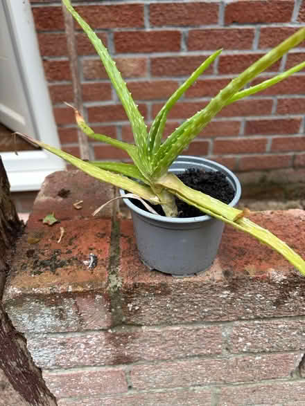 Photo of free Aloe Vera plant (Westbury Wilts BA13) #1