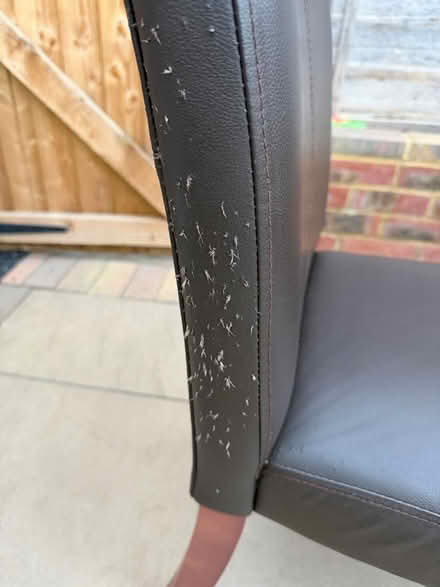 Photo of free Eight dining chairs (Burnham SL1) #3