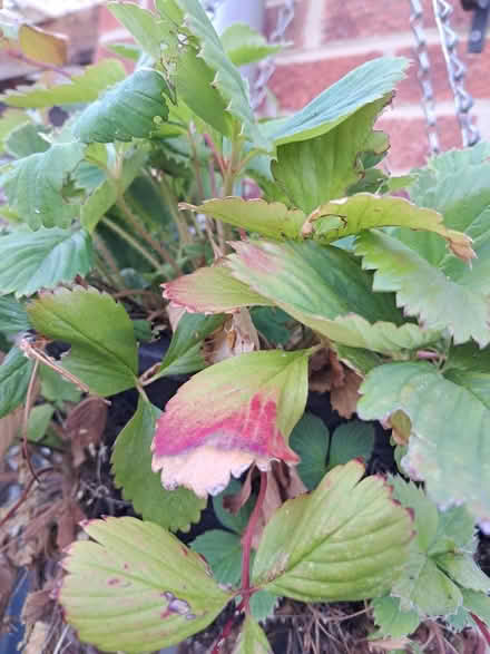 Photo of free Strawberry plants (Melksham forest area) #1