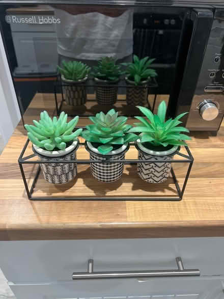 Photo of free Fake succulent / cacti (Letchworth SG6) #1